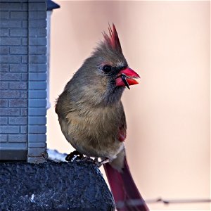 Beautiful female cardinal