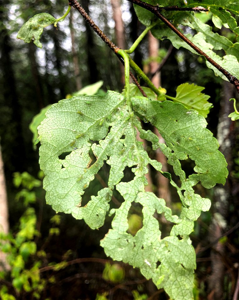 Generalist-defoliators-birch-aphids-and-damage