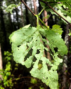 Generalist-defoliators-birch-aphids-and-damage photo