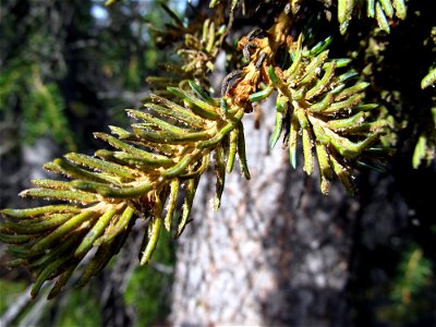Spruce-broomr-rust-infected-shoot-Alaska