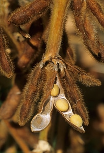 Close-up Of Mature Soybeans photo
