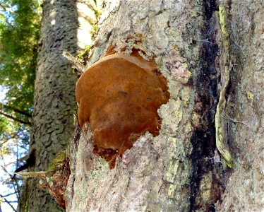 Phellinus-hartigii-conk-Tongass-1
