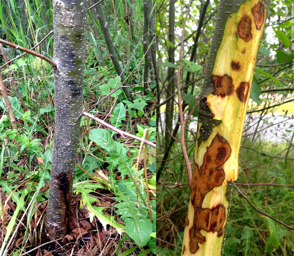 Alder-canker-Melanconis-red-alder-Tongass