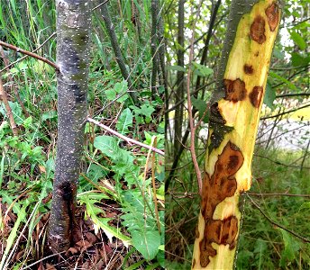 Alder-canker-Melanconis-red-alder-Tongass photo