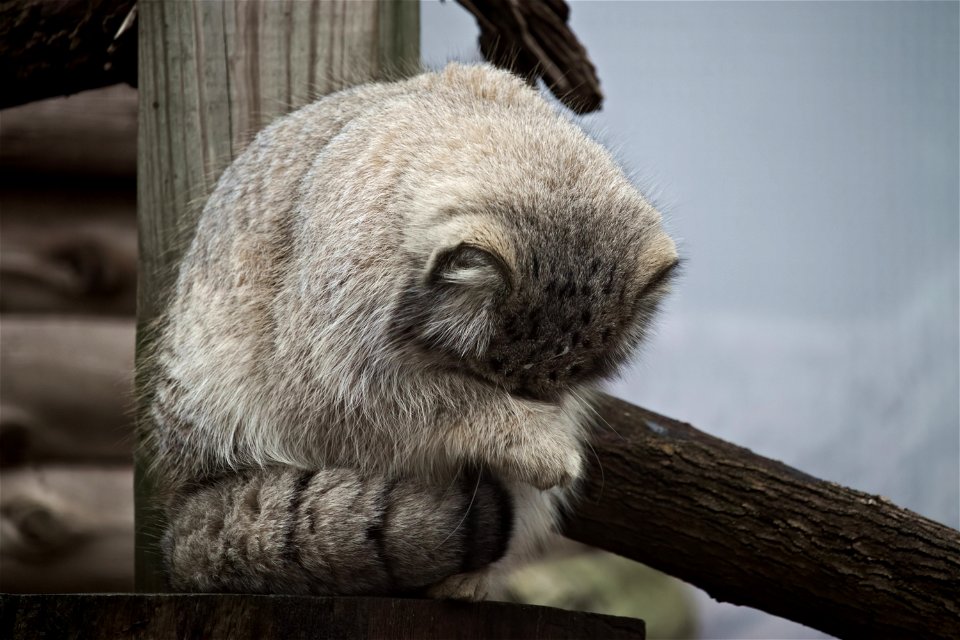 Pallas Cats- Fixed Colors