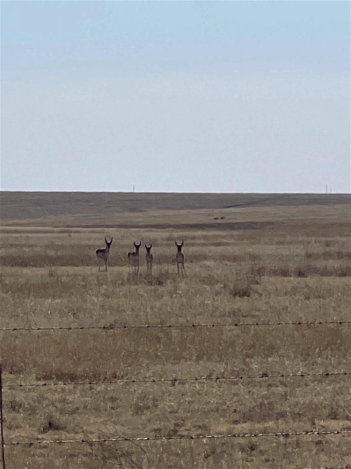 Fence Modification for Pronghorn Passage