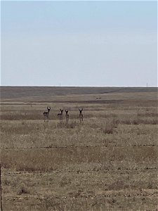 Fence Modification for Pronghorn Passage