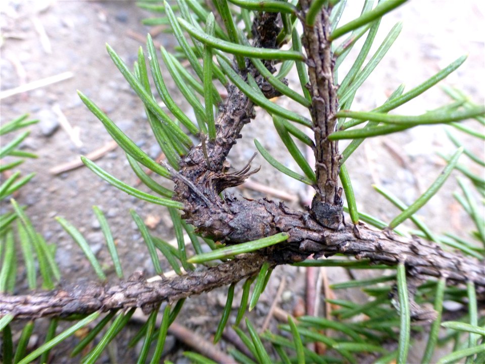 Gemmamyces-piceae-deranged-growth-white-spruce-Anchorage-Alaska