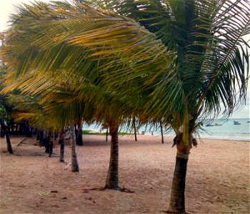 Coqueiros