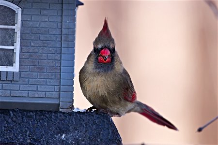 Beautiful female cardinal