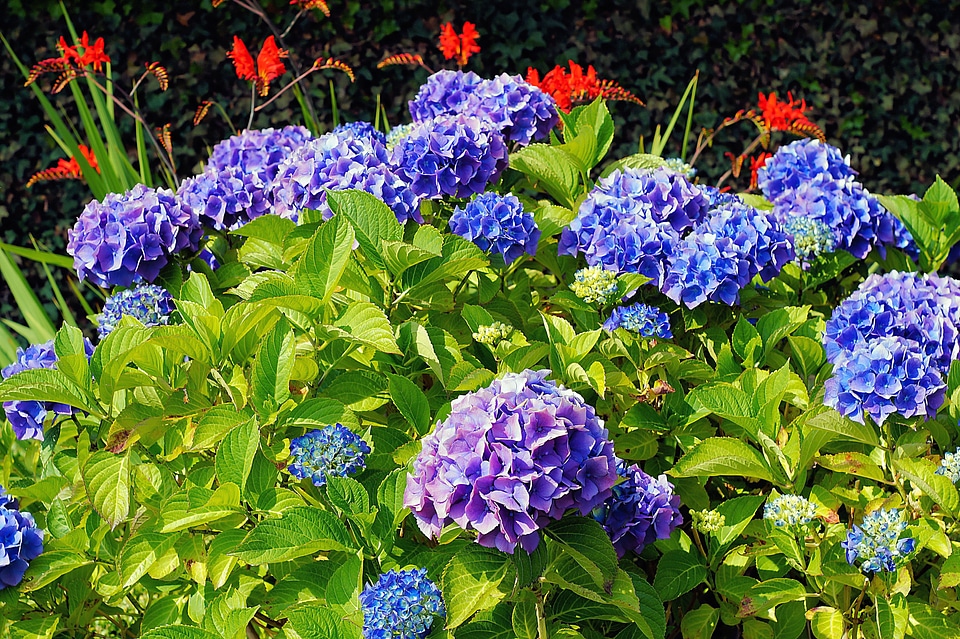 Bloom beautiful flora