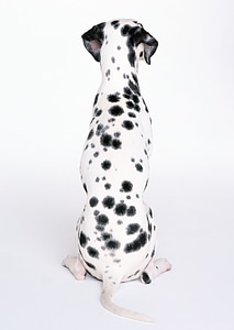 Dalmatian sitting photo