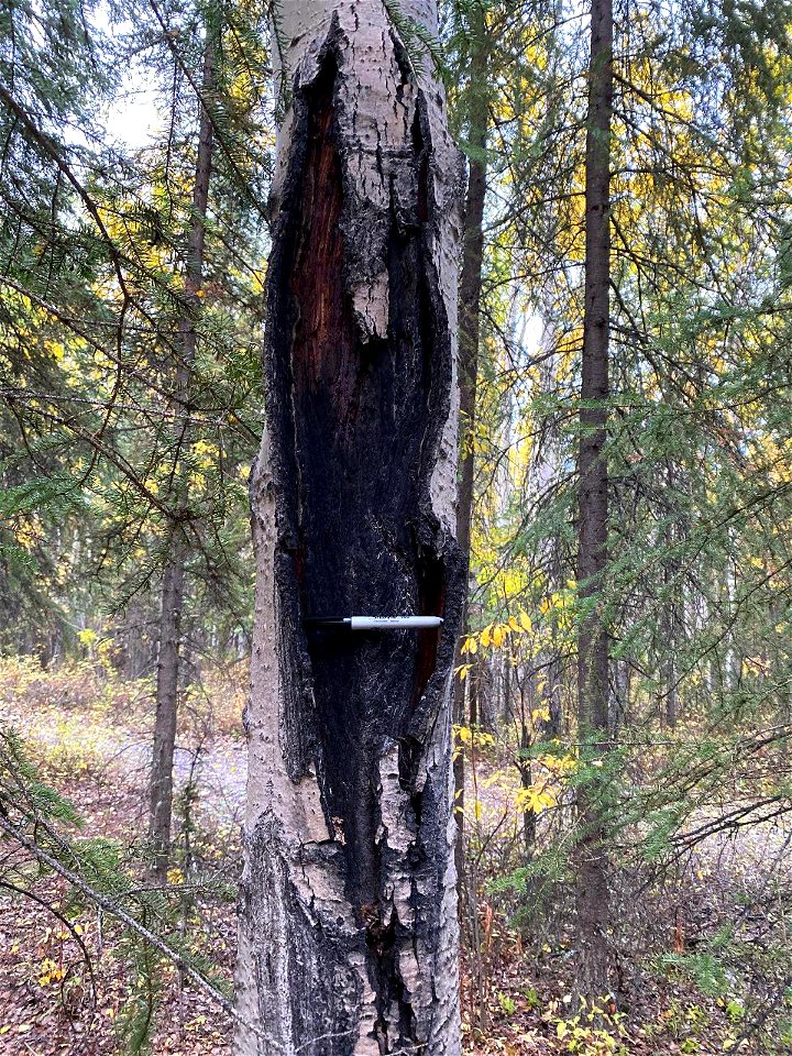 Aspen-target-canker-GlennHwy-Alaska-1