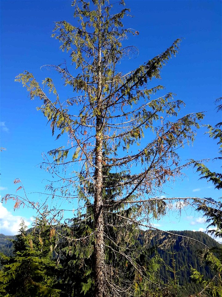 Young-growth-yellow-cedar-decline-Tongass-2