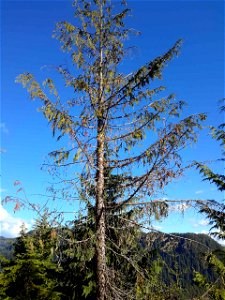 Young-growth-yellow-cedar-decline-Tongass-2