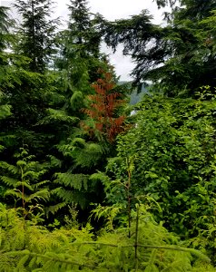 Western-redcedar-topkill-Prince-of-Wales-Island-Tongass-2 photo