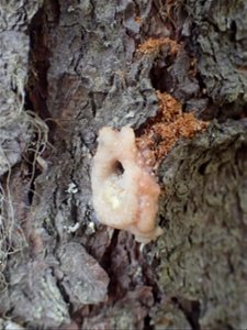 Spruce-beetle-pitch-tube-and-frass-Alaska