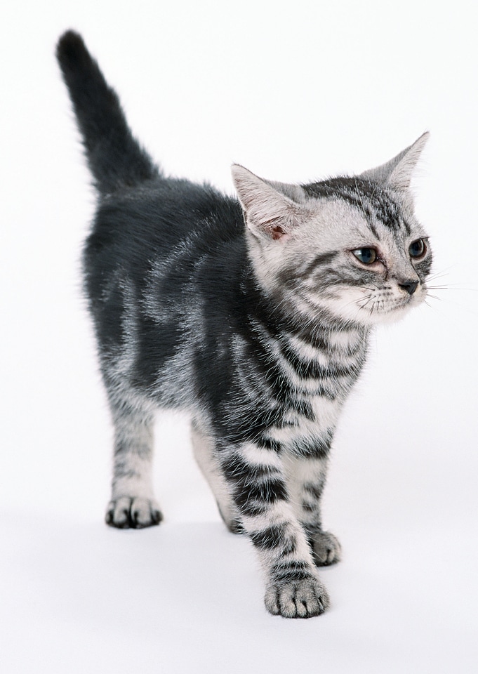 funny black cat kitten