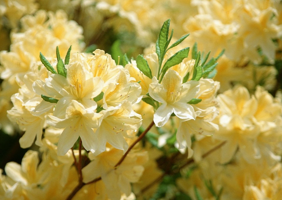 Branch of white Rhododendron bush
