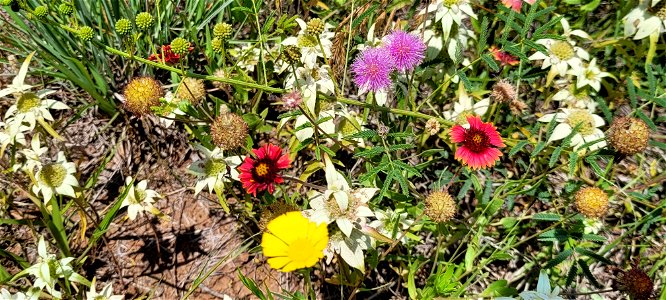 Wildflowers in Bloom on the Black Kettle NGs