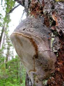 Phellinus-hartigii-Mitkof-Is-Tongass-1