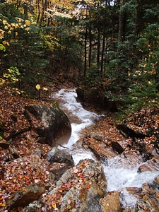 White Mountains Trail foliage photo