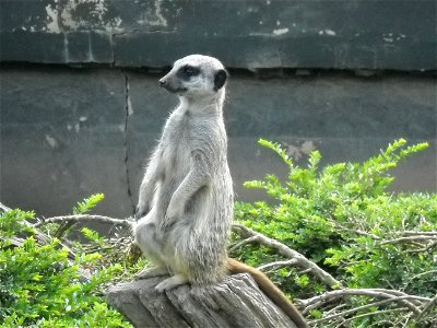 Meerkat at Twycross Zoo photo