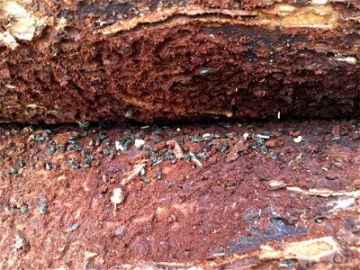 Spruce-beetle-beneath-bark-MatSu-2018-Alaska-2