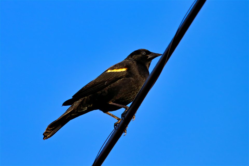 Some early migrants, returning for Spring