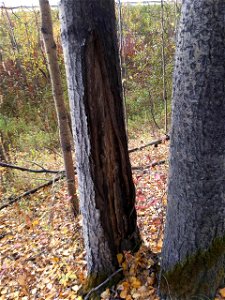 Aspen-target-canker-ParksHwy-near-Chena-Ridge-2019-Alaska