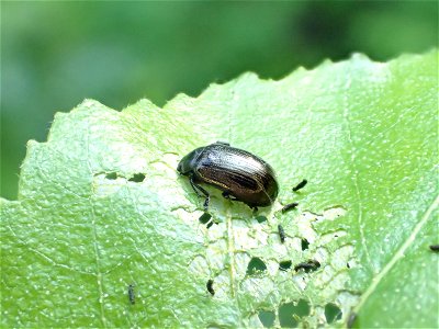 Leaf-beetle-Chrysomeloidea_Alaska_StephenBurr