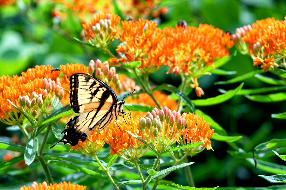 Eastern Tiger Swallowtail