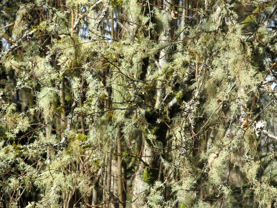 Tree mossy moss