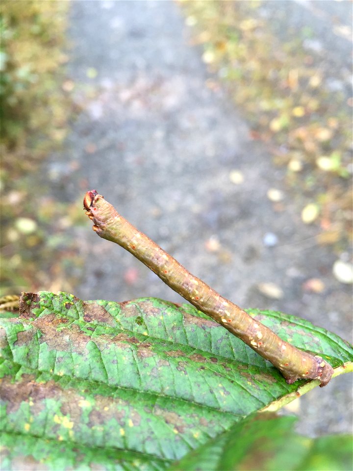 Alder-defoliators-pepper-moth-Tongass