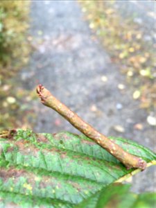 Alder-defoliators-pepper-moth-Tongass photo