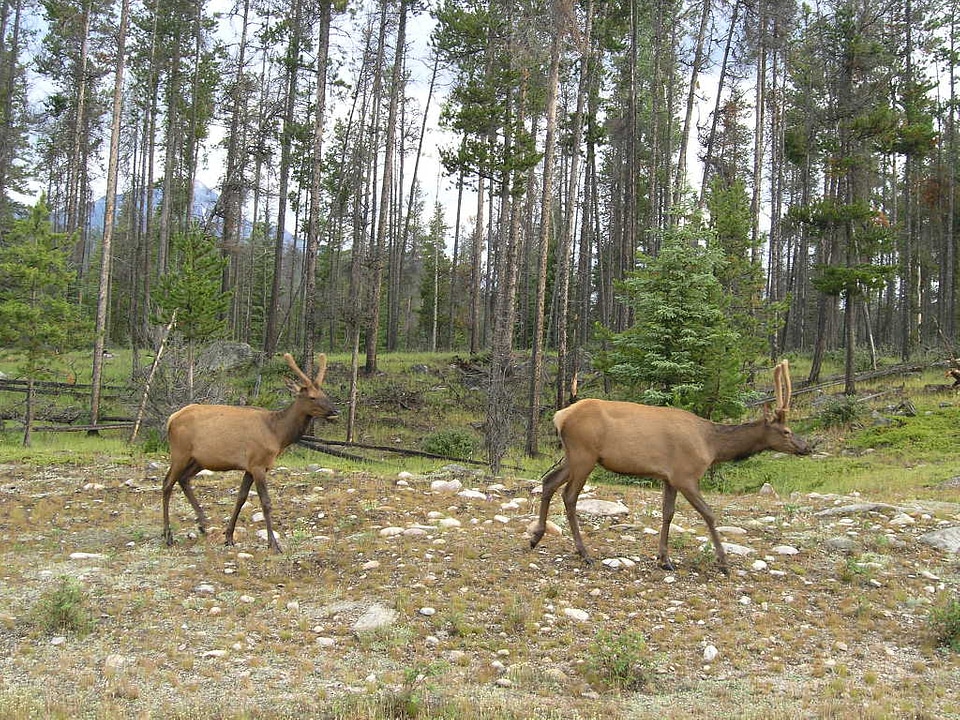 Canadian Rocky Mountain Parks