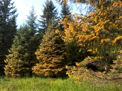 Sitka-spruce-trees-heavy-spruce-needle-rust-Juneau-Tongass-6 photo