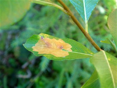 Willow-leafblotch-miner-damage-Alaska