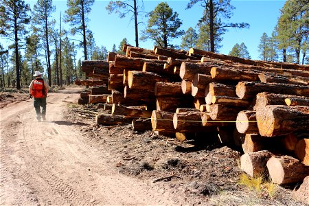 Mt Taylor RD Timber Harvest photo