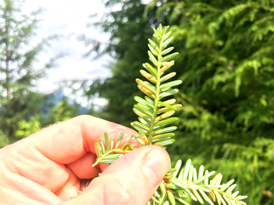 Hemlock-blueberry-rust-Naohidemyces-vaccinii-w-hemlock-Juneau-Tongass-3