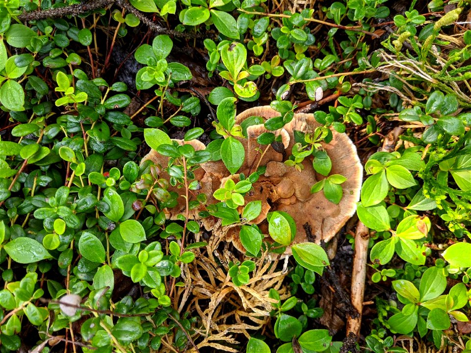 Onnia-tomentosa-2020-CooperLanding-Alaska