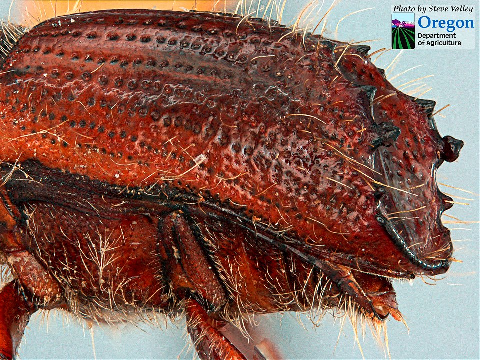 Northern-spruce-engraver-Alaska-2