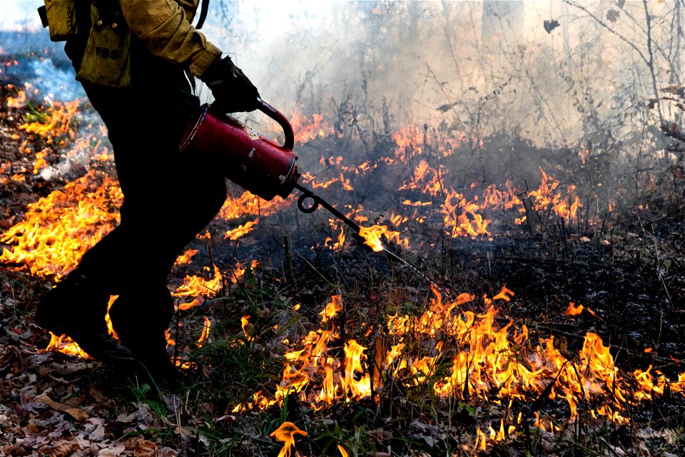Drip Torch in a Prescribed Burn