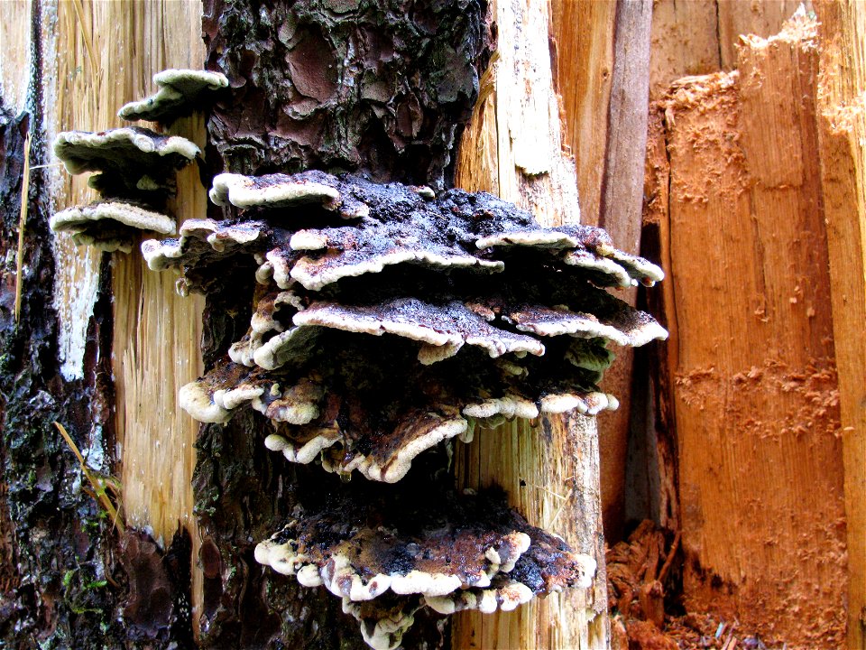 Phaeolus-schweinitzii-broken-stem-Tongass-5