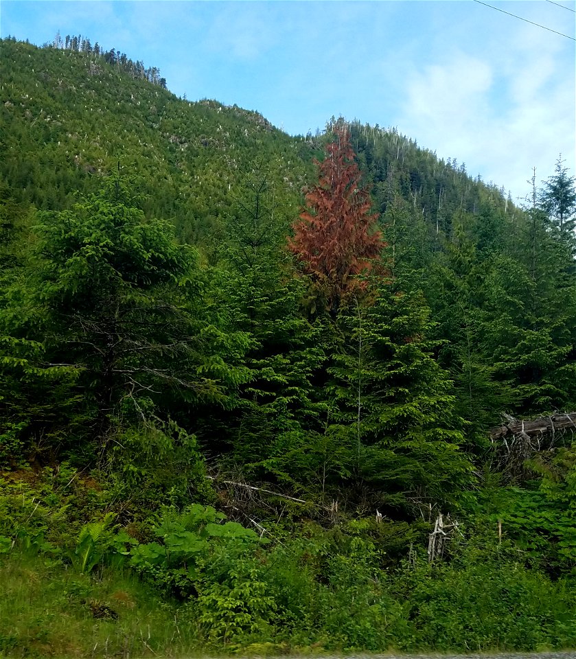 Western-redcedar-topkill-Prince-of-Wales-Island-Tongass-6