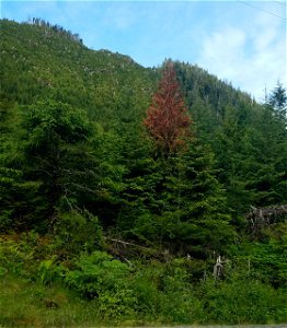 Western-redcedar-topkill-Prince-of-Wales-Island-Tongass-6 photo