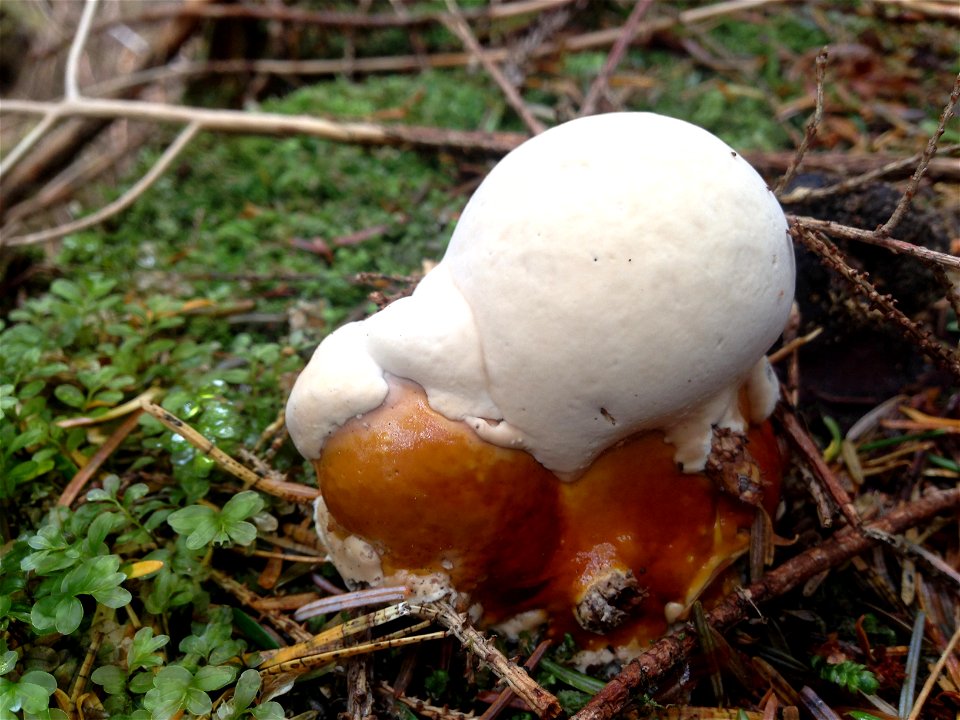 Ganoderma-tsugae-young-conk-Tongass