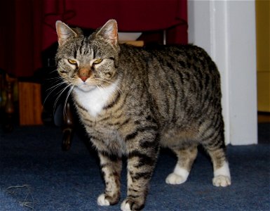 Evil Cat