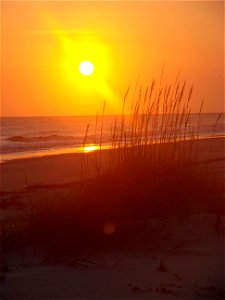 Sea Oats