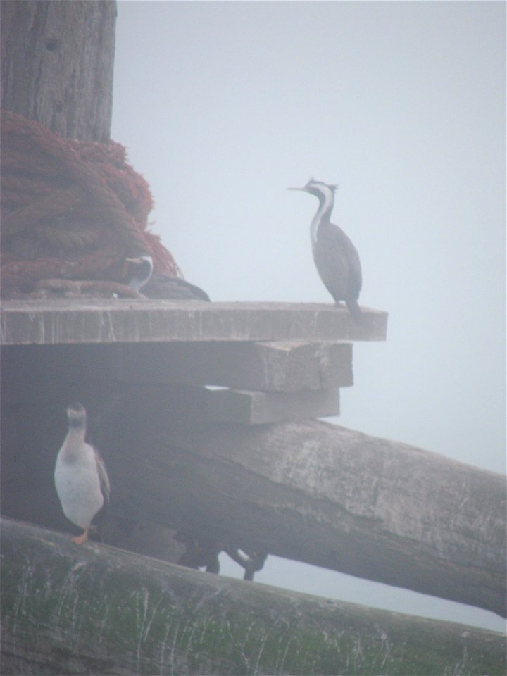 Birds in Fog